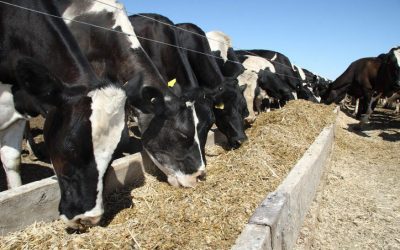 Cattle-Feed-Blog-Post-1